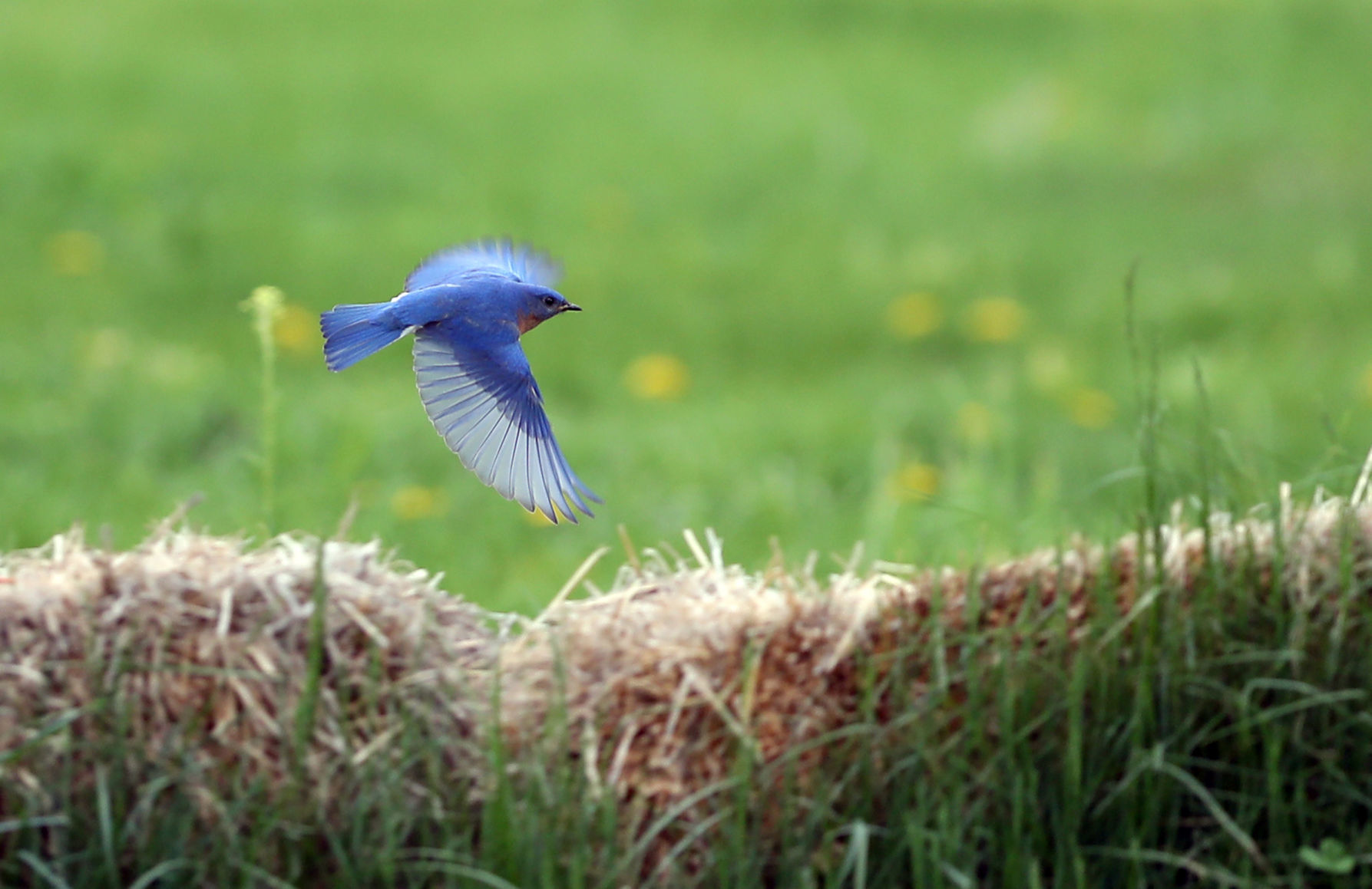 050120bp-bluebird-1